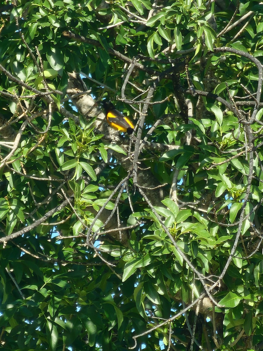Black-vented Oriole - ML629800124