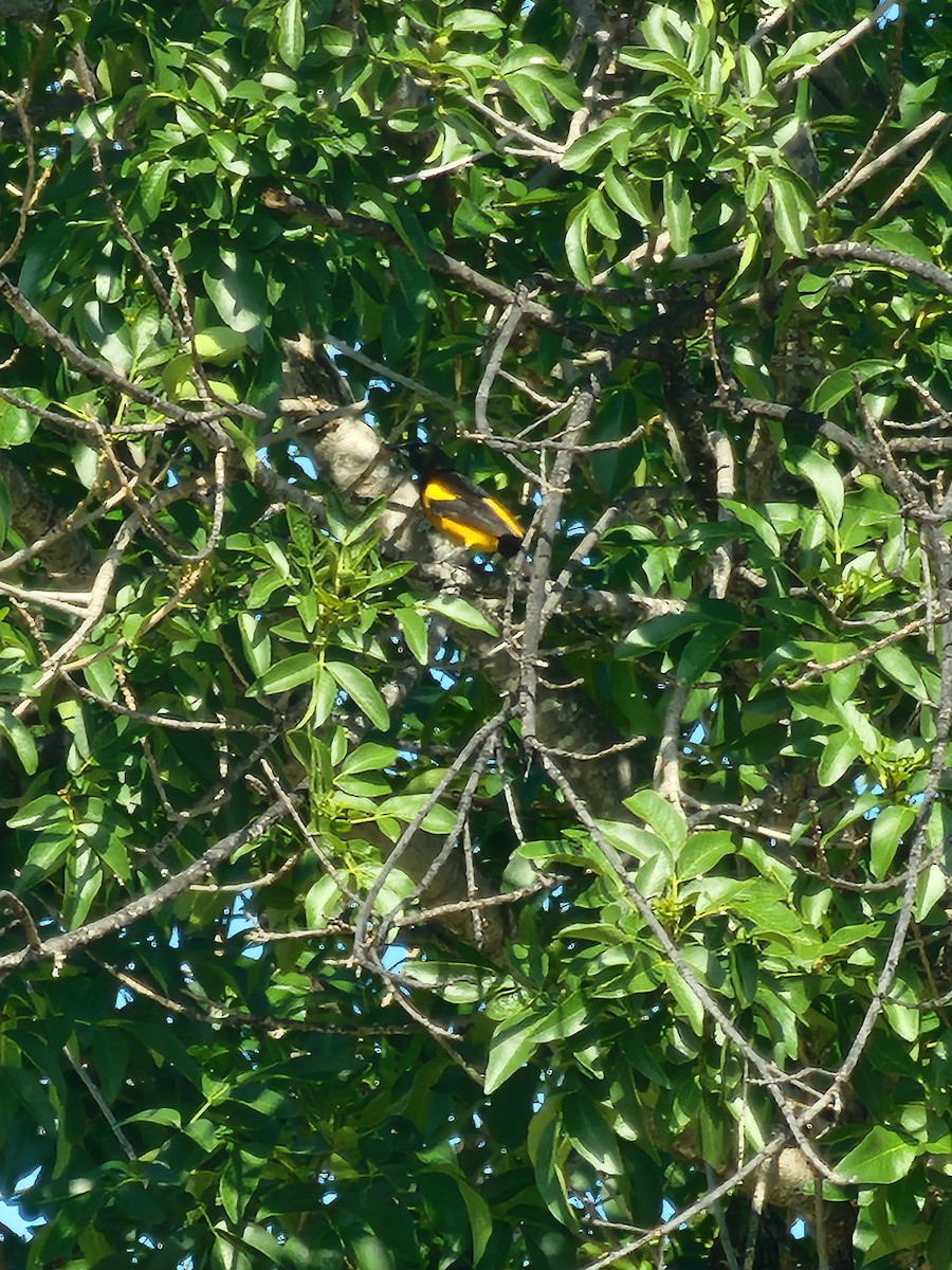 Black-vented Oriole - ML629800125