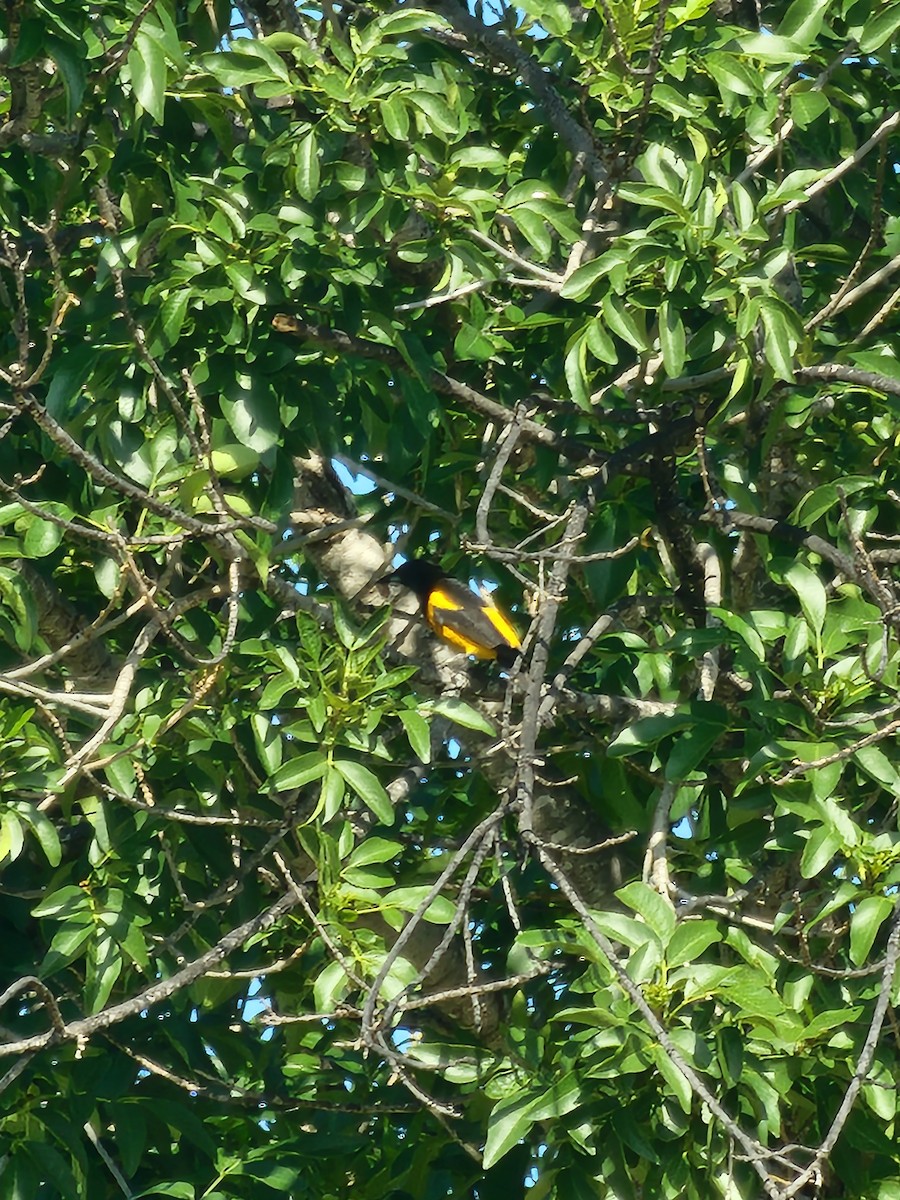 Black-vented Oriole - ML629800126