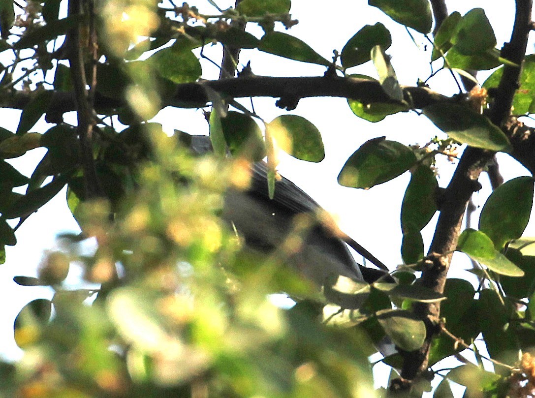 Black-headed Cuckooshrike - ML629800129