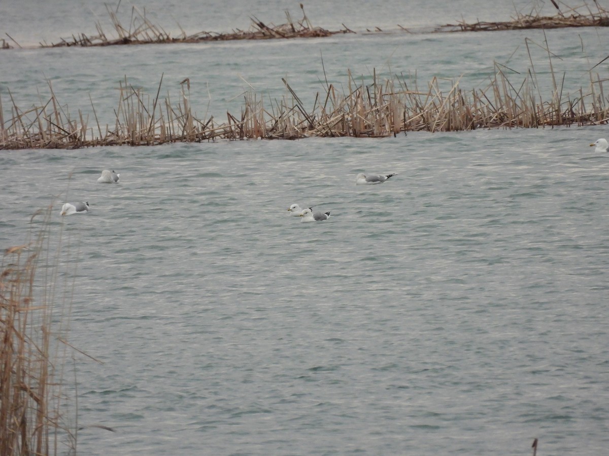 Үүлэн цахлай - ML629800153