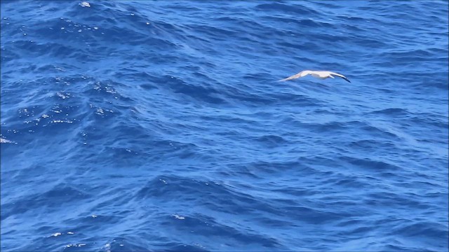 Red-footed Booby - ML629800236