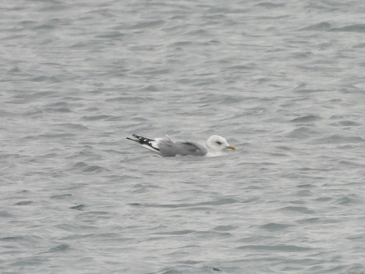 Үүлэн цахлай - ML629800264