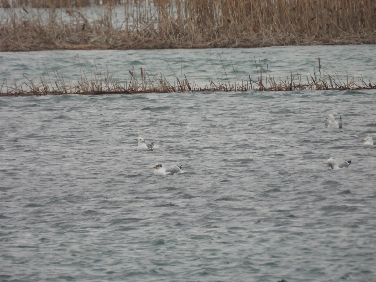 Итэлгэн цахлай - ML629800353