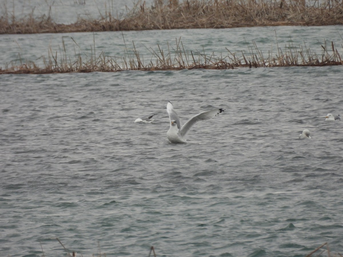 Итэлгэн цахлай - ML629800357