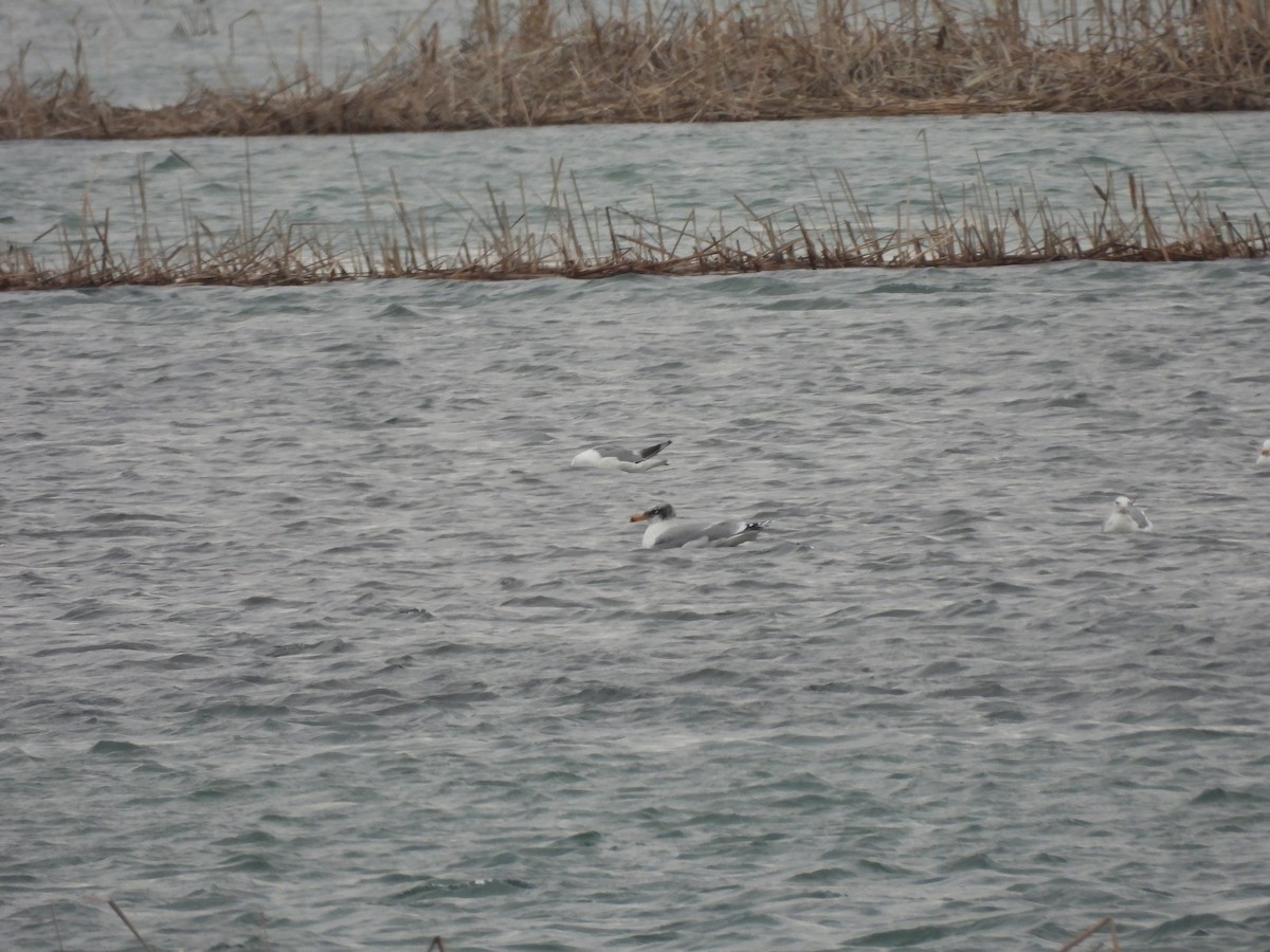 Итэлгэн цахлай - ML629800358