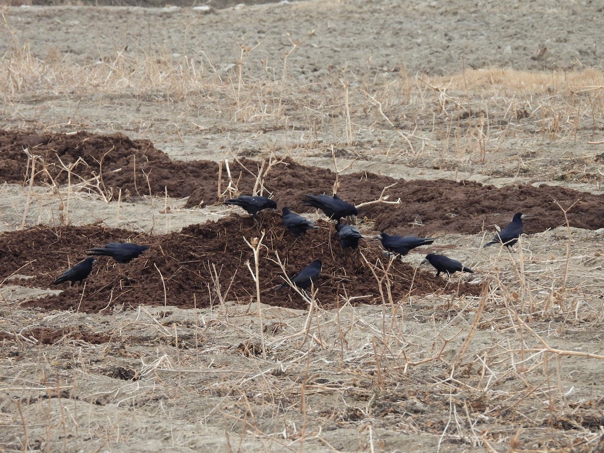 Турлиах хэрээ - ML629800713