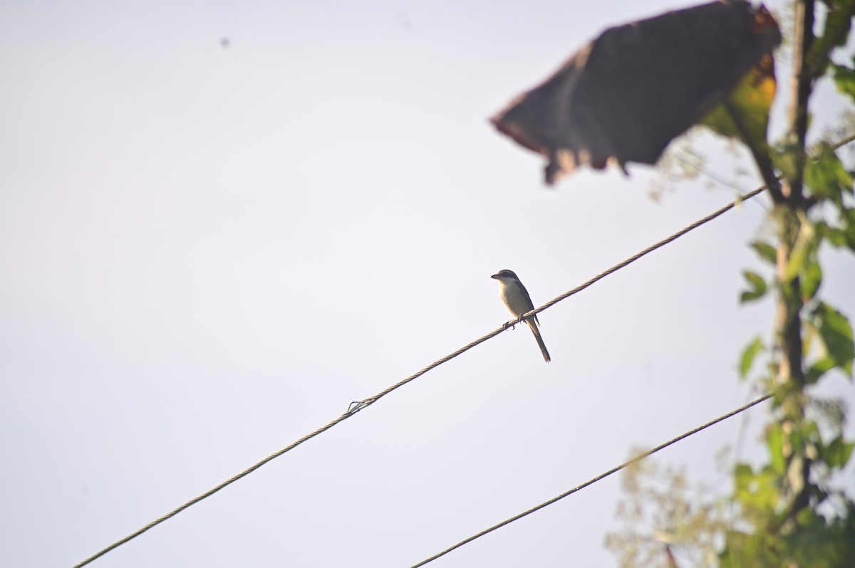 Brown Shrike - ML629800719