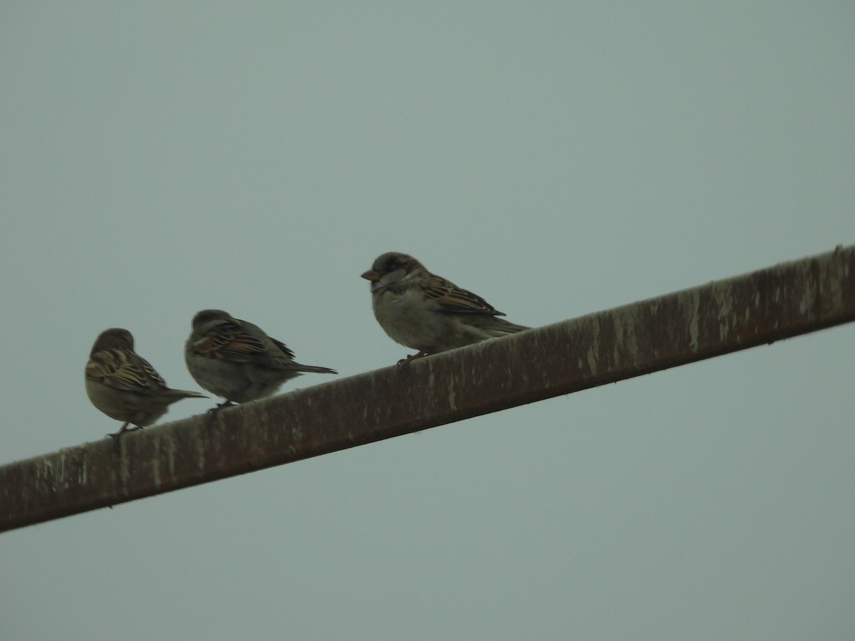 Оронгийн бор шувуу - ML629800762