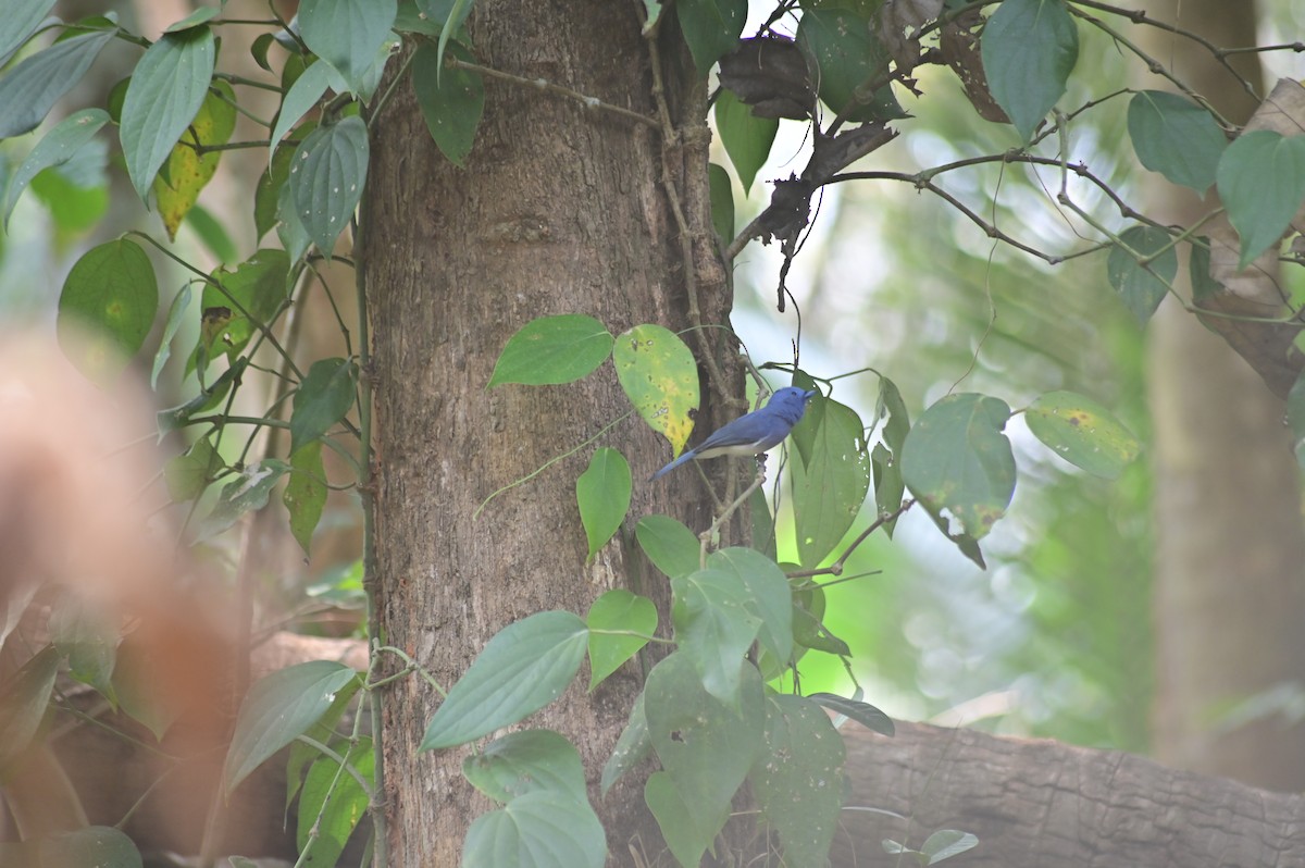Black-naped Monarch - ML629800790