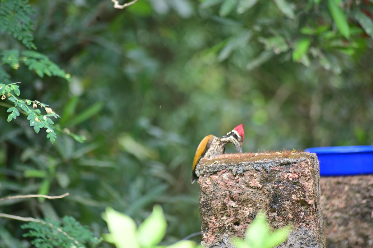 Malabar Flameback - ML629800812