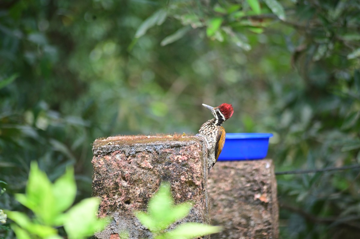 Malabar Flameback - ML629800818