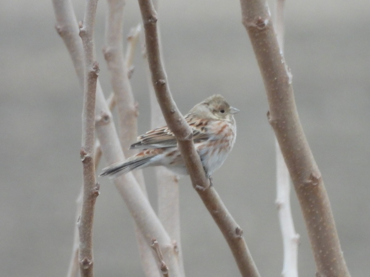 Цагаан шанаат хөмрөг - ML629800823