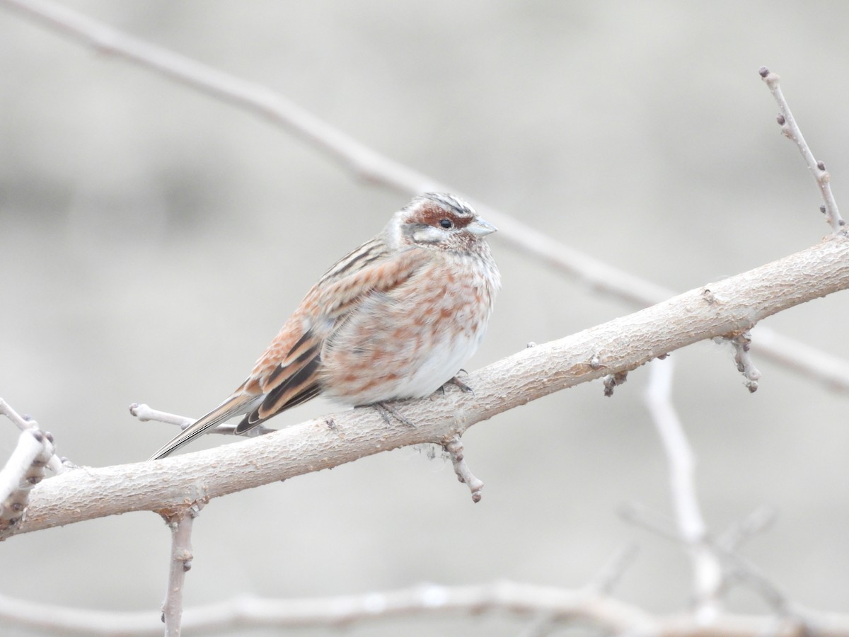 Цагаан шанаат хөмрөг - ML629800824