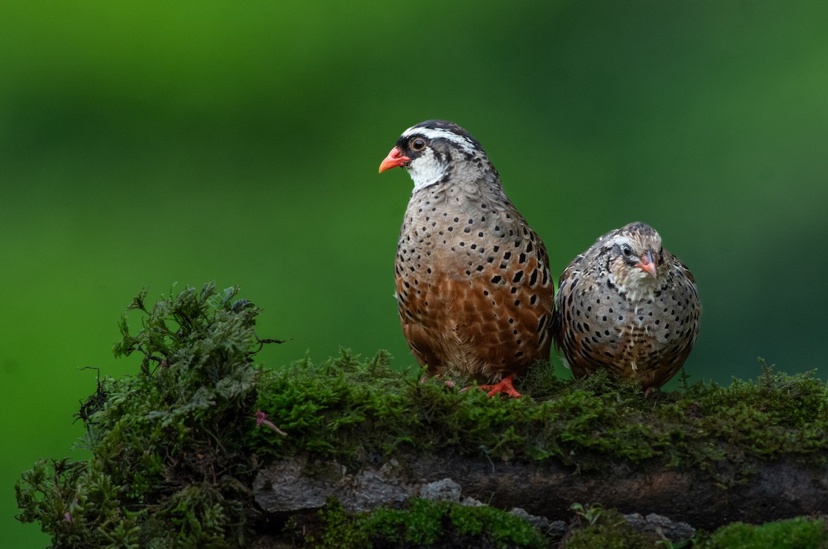 Painted Bush-Quail - ML629800880