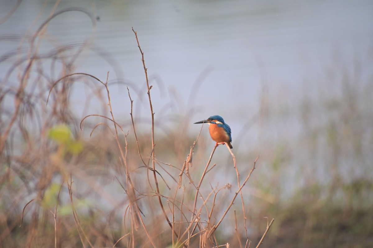 Common Kingfisher - ML629800885