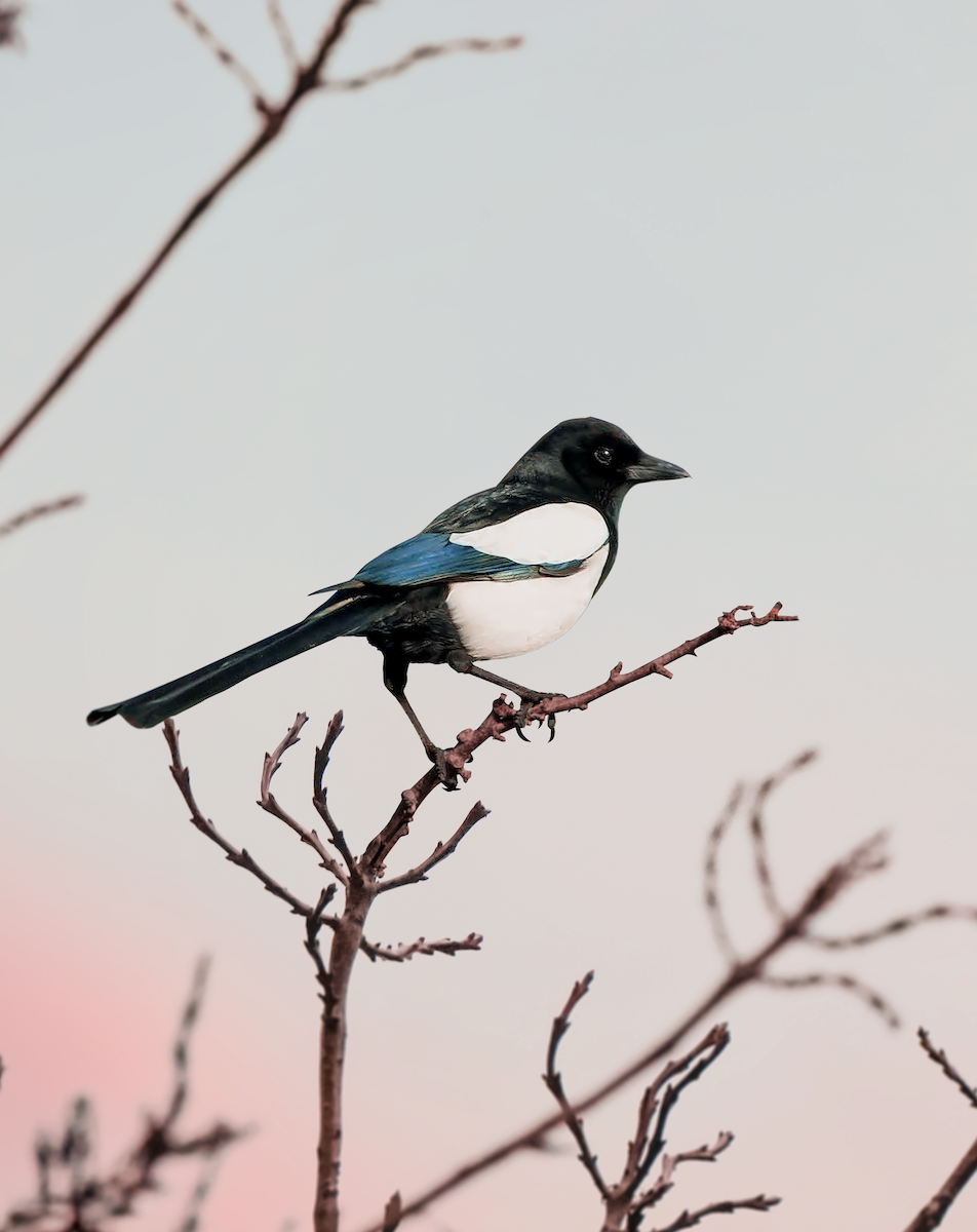 Eurasian Magpie - ML629800974