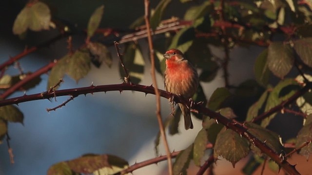 House Finch - ML629801160