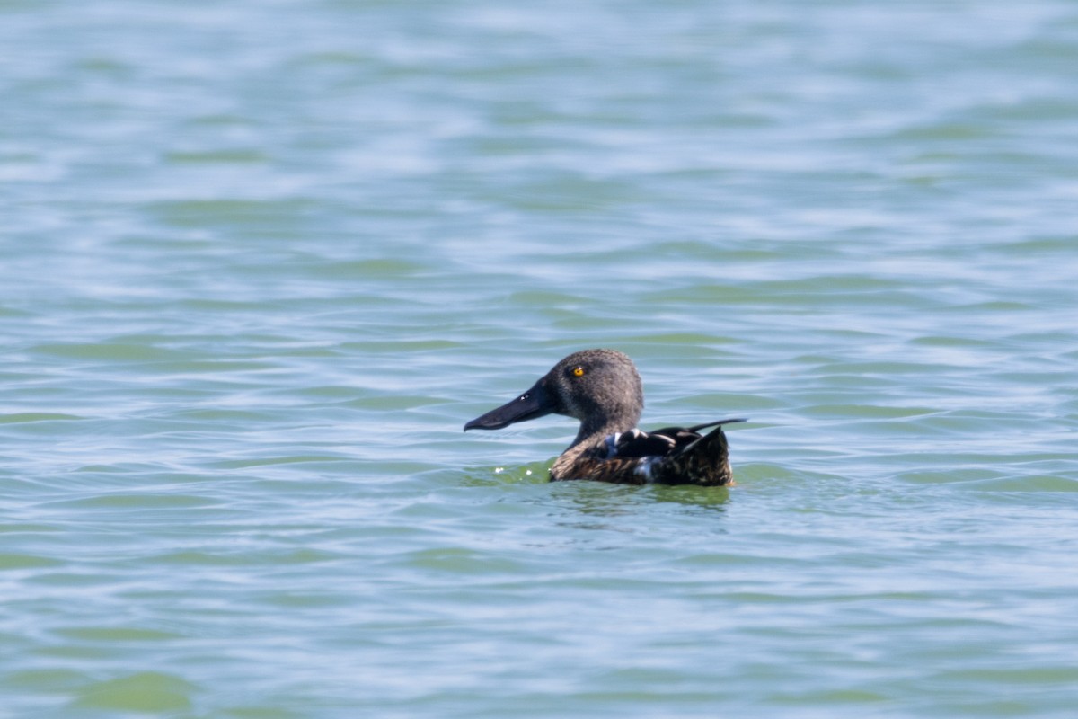 Australasian Shoveler - ML629801600