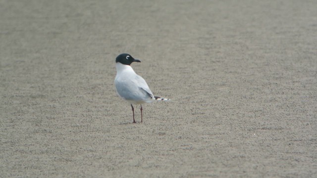 クロカモメ様 確認 ズグロカモメ - eBird