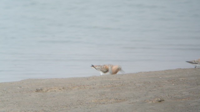 Rotkehl-Strandläufer - ML629801743