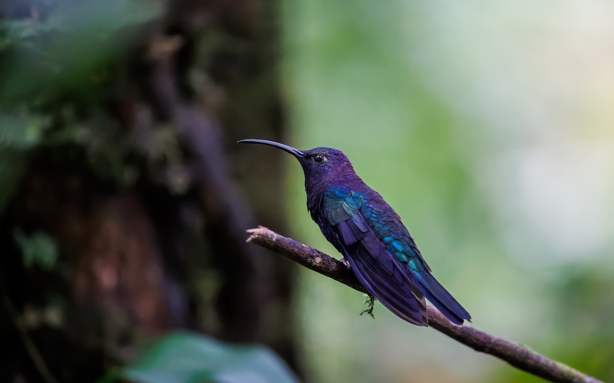 Violet Sabrewing - ML629801981