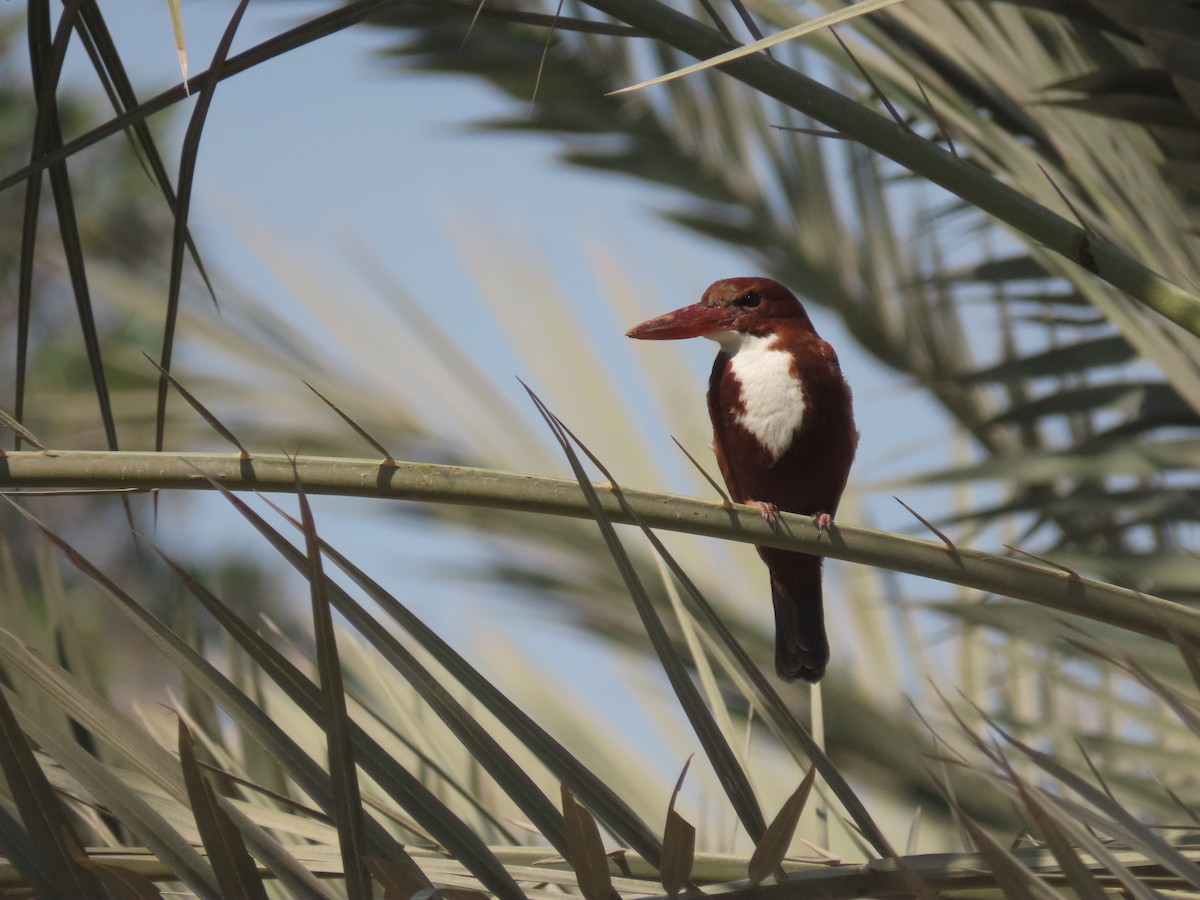 White-throated Kingfisher - ML629802006