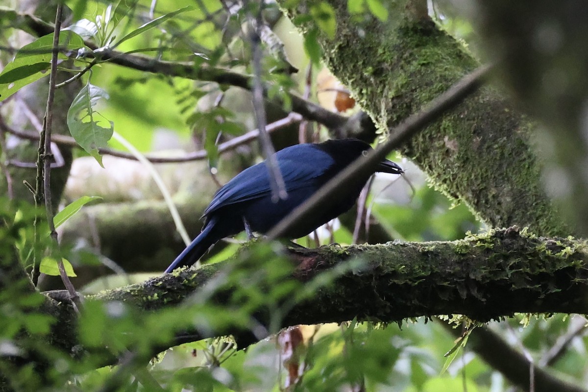 Bushy-crested Jay - ML629802194