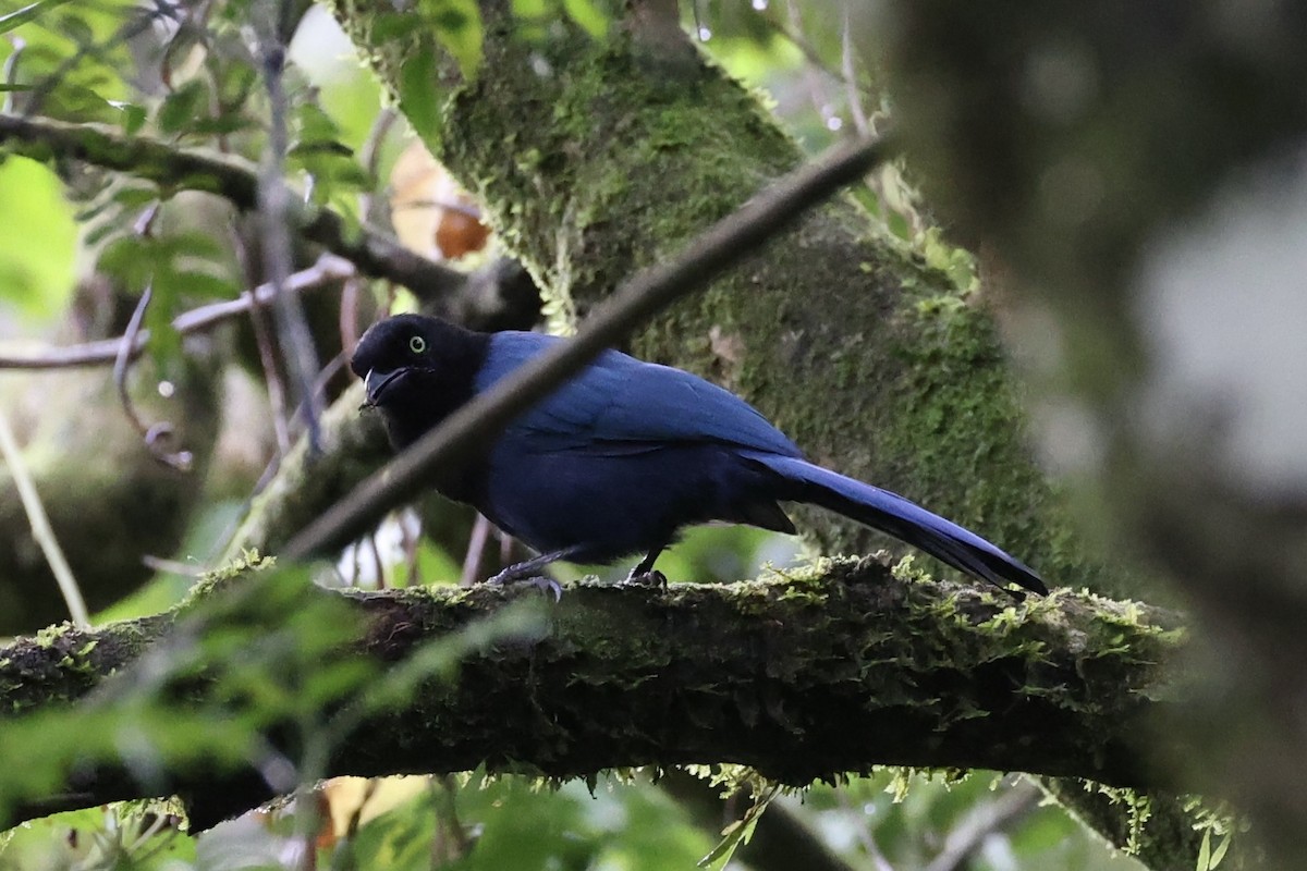 Bushy-crested Jay - ML629802195