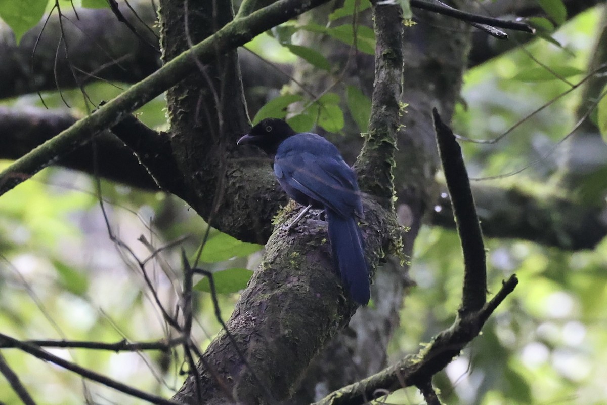 Bushy-crested Jay - ML629802196