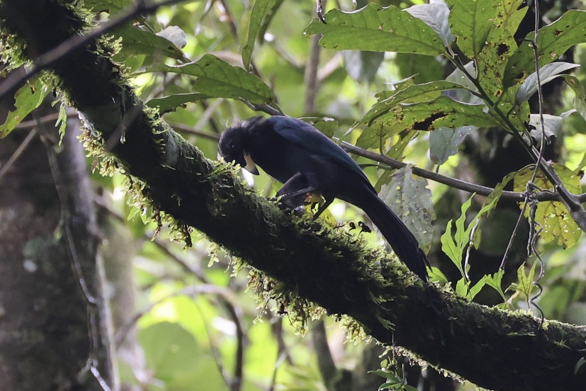 Bushy-crested Jay - ML629802197