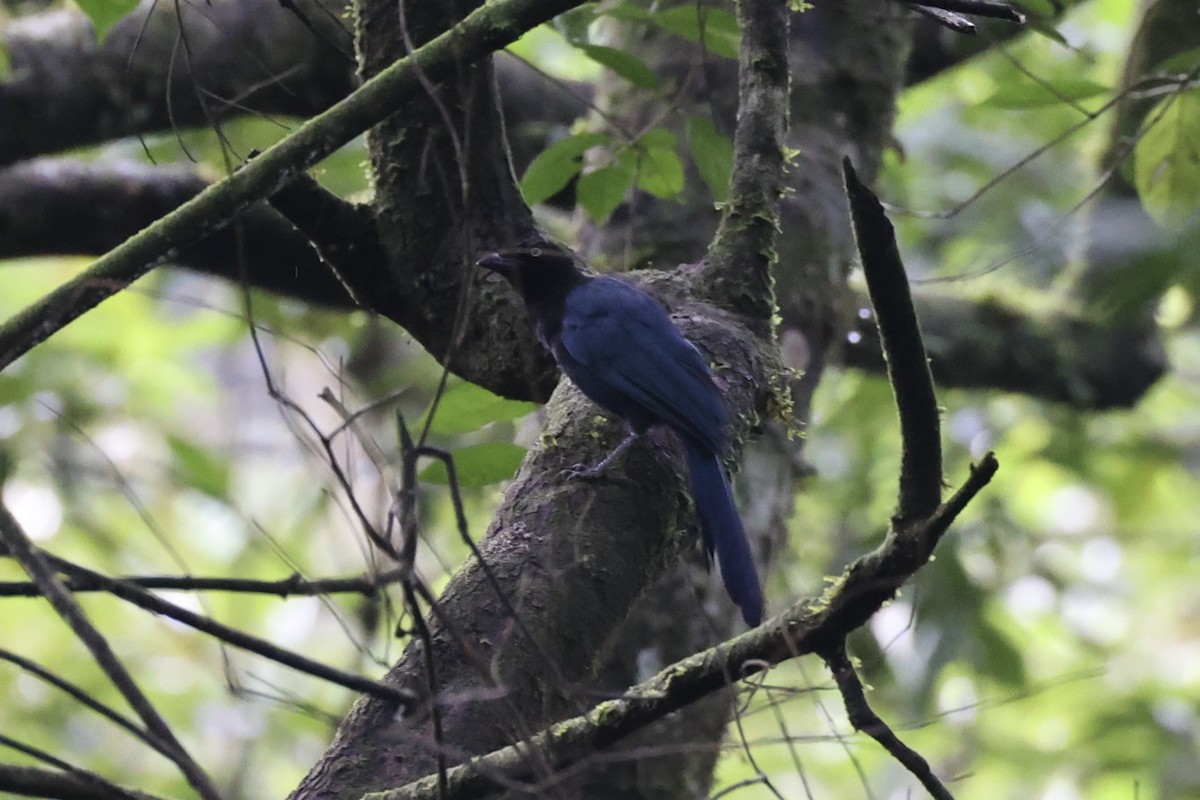 Bushy-crested Jay - ML629802198