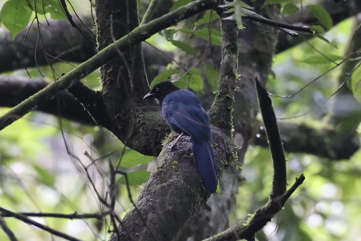 Bushy-crested Jay - ML629802199