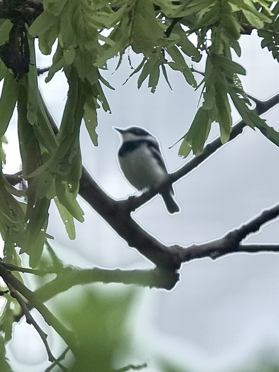 Pale Batis - ML629802245
