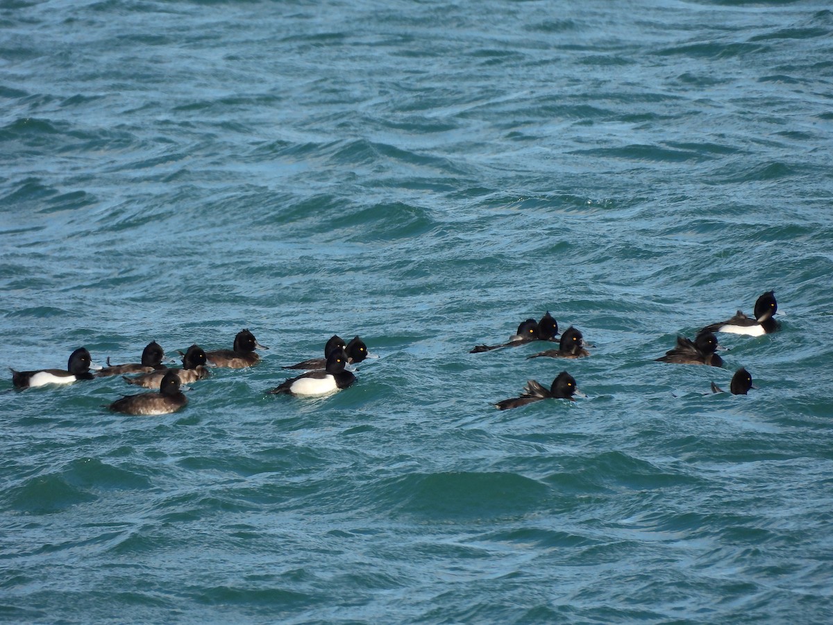 Гэзэгт шумбуур - ML629802312