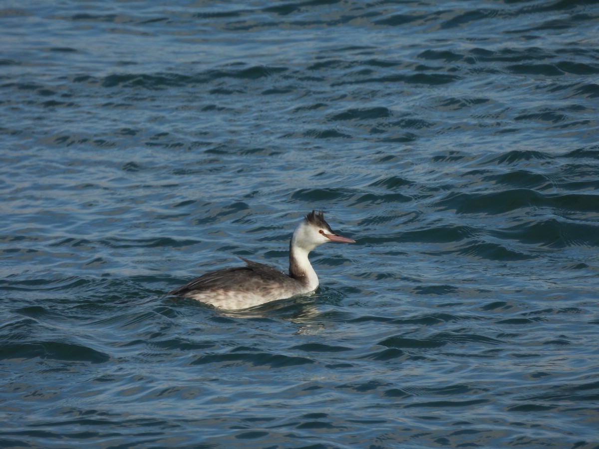 Отгот шунгуур - ML629802336