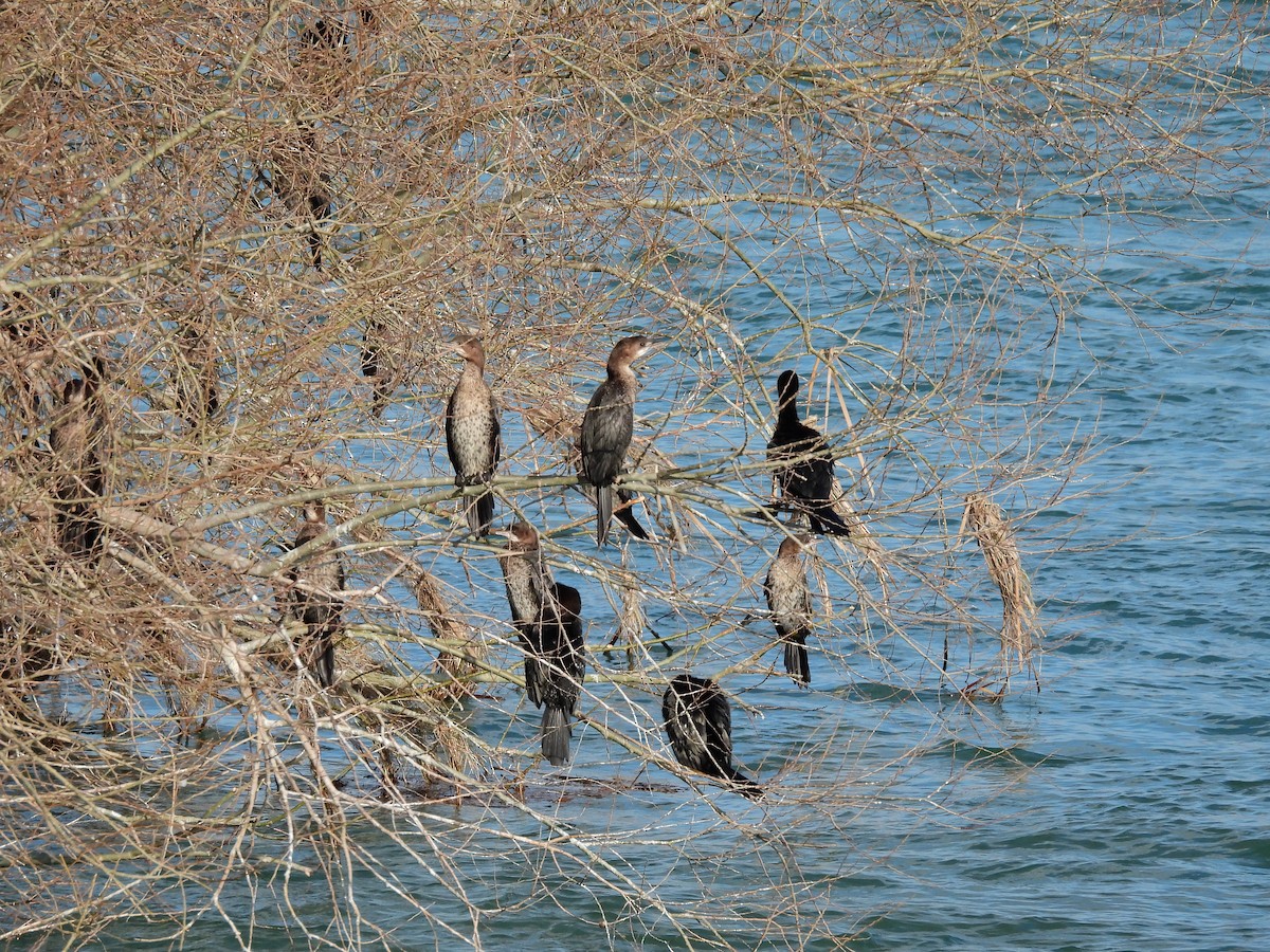 Pygmy Cormorant - ML629802352