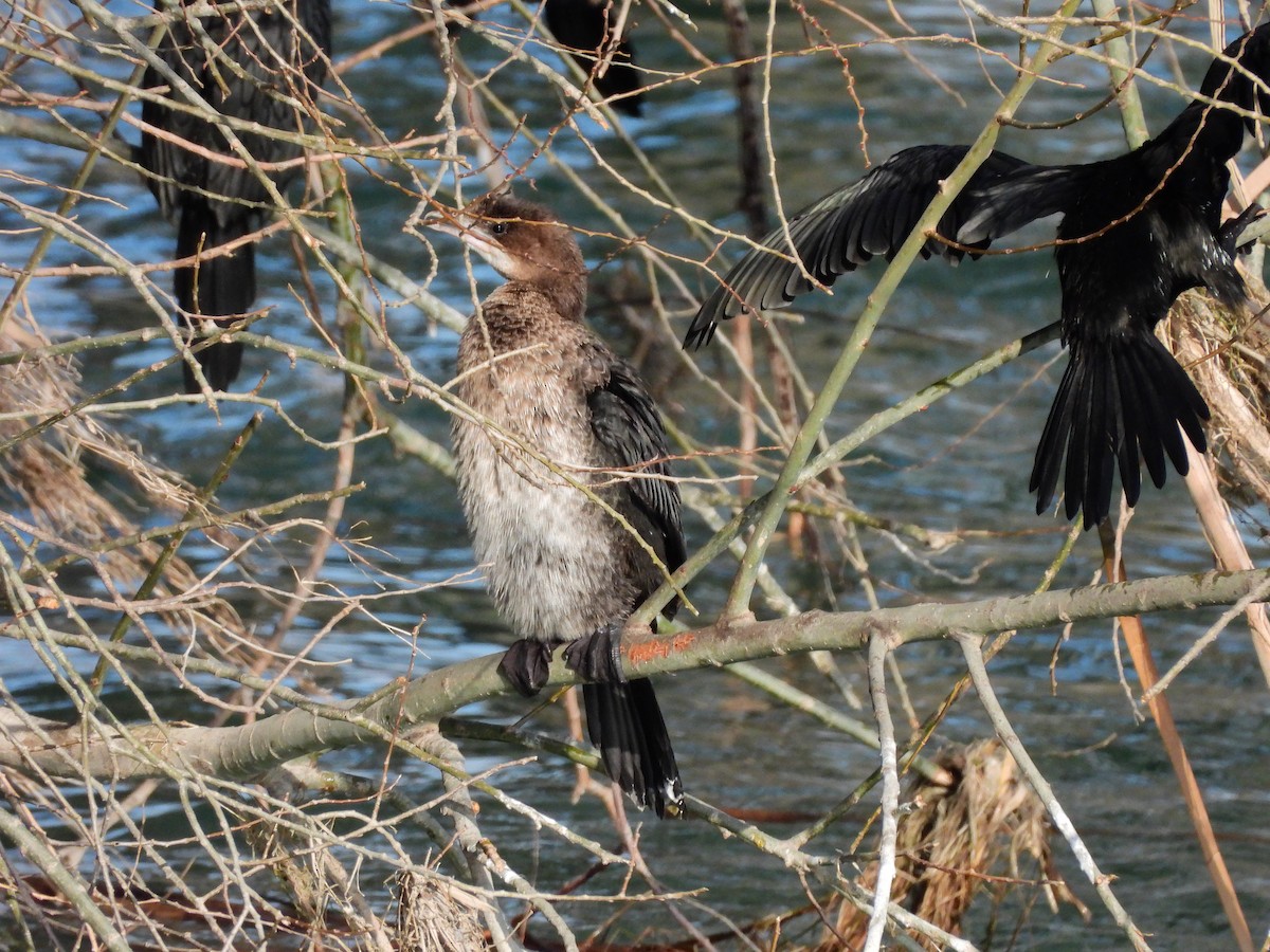 Pygmy Cormorant - ML629802377