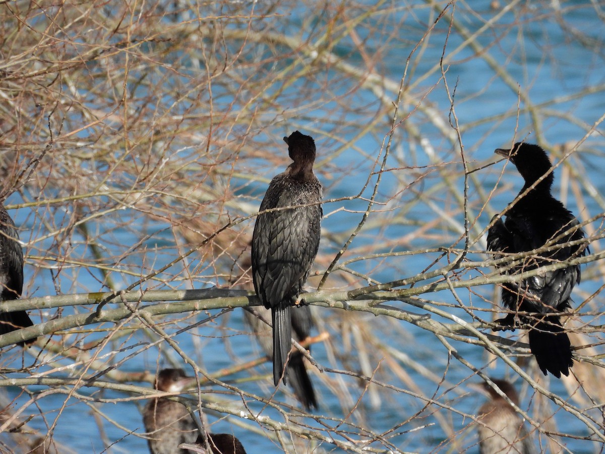 Pygmy Cormorant - ML629802378