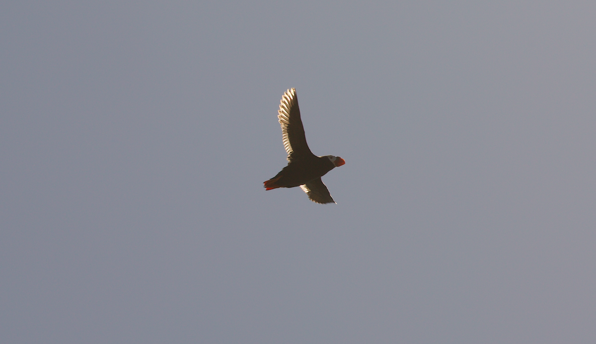 Tufted Puffin - ML629802379