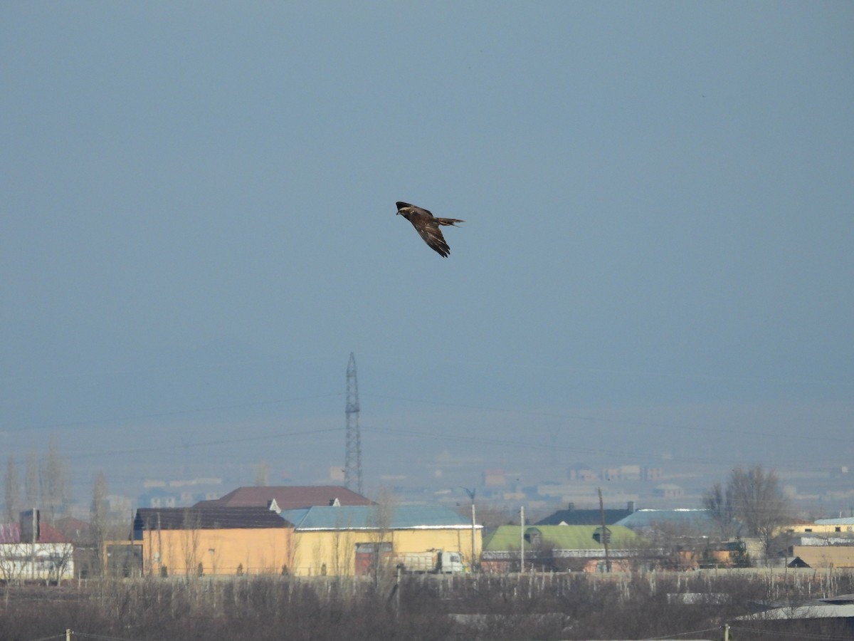 Намгийн хулд - ML629802393