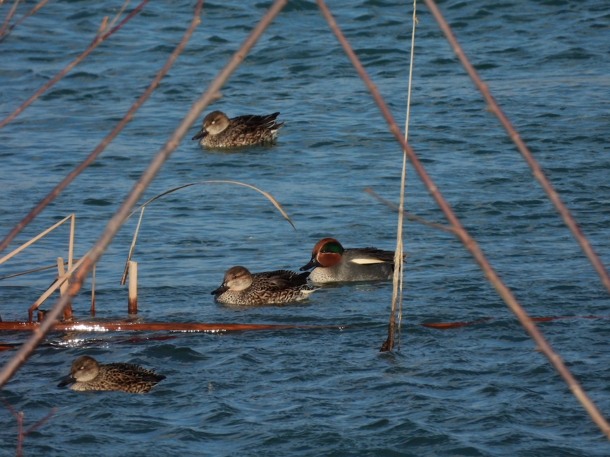 Ногоохон нугас - ML629802421