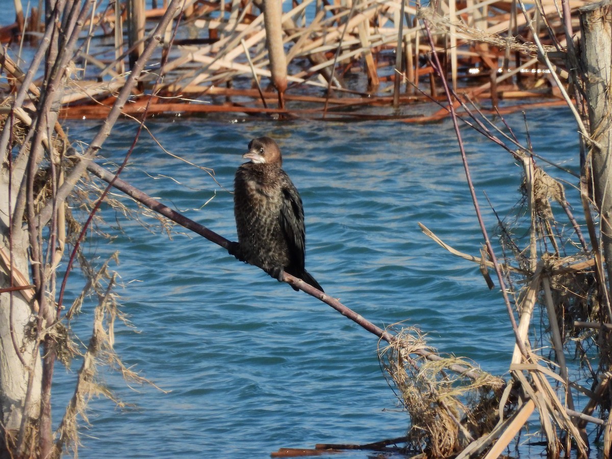 Pygmy Cormorant - ML629802431