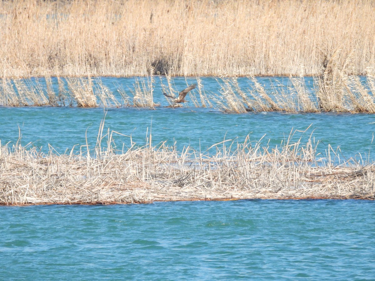 Намгийн хулд - ML629802434