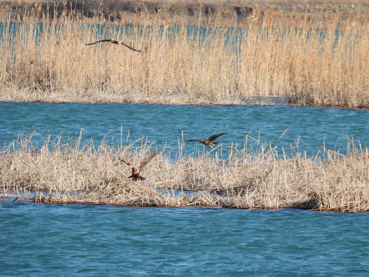 Намгийн хулд - ML629802439