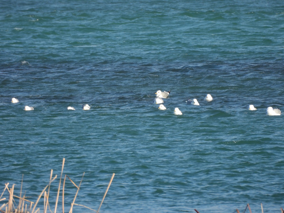 Үүлэн цахлай - ML629802493