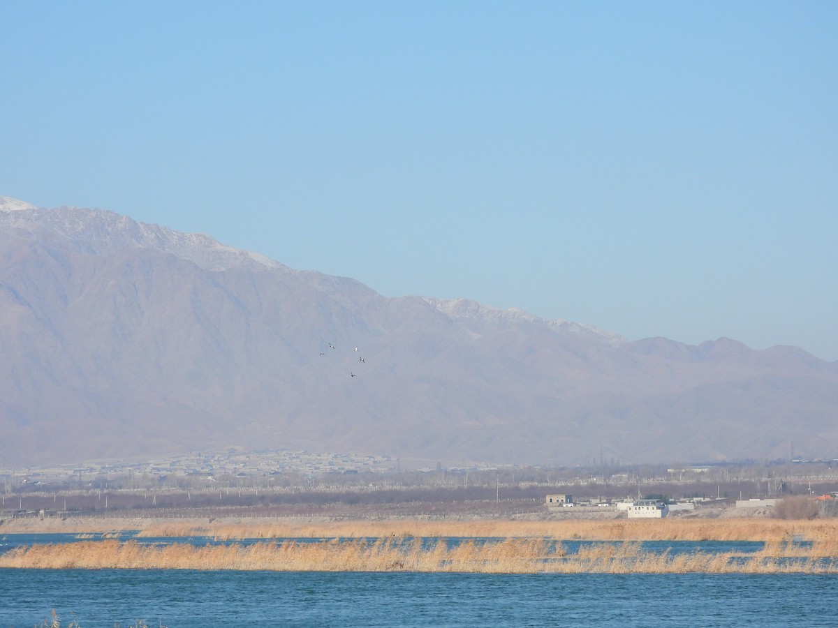 Гэзэгт шумбуур - ML629802522