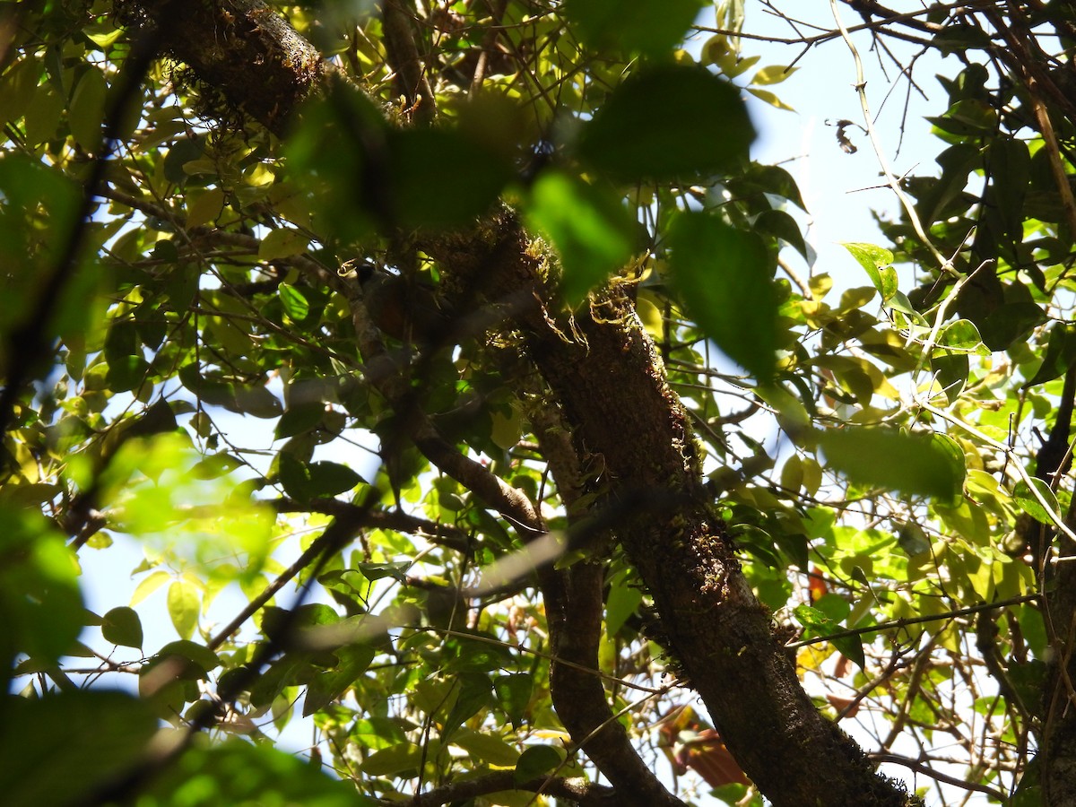 Banasura Laughingthrush - ML629802558