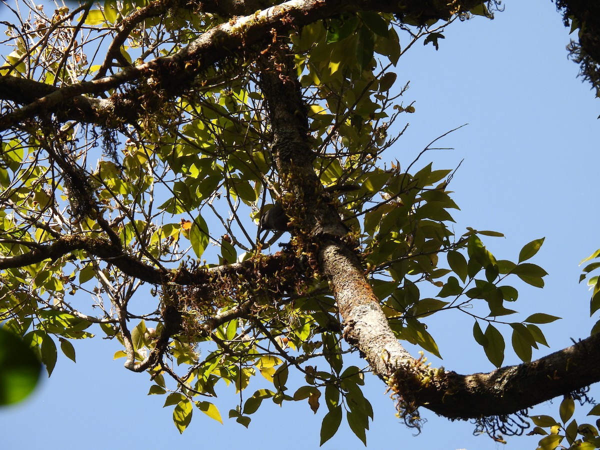 Banasura Laughingthrush - ML629802559