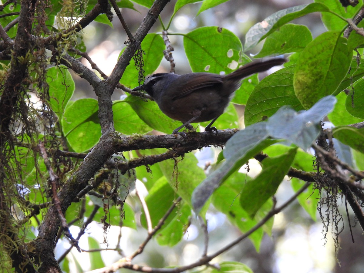 Banasura Laughingthrush - ML629802560